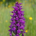 Prstnatec májový (Dactylorhiza majalis)