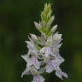 Prstnatec plamatý Soóův (Dactylorhiza...