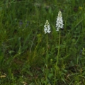 Prstnatec plamatý Soóův (Dactylorhiza...