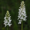 Prstnatec plamatý Soóův (Dactylorhiza...