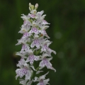 Prstnatec plamatý Soóův (Dactylorhiza...