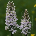 Prstnatec plamatý Soóův (Dactylorhiza...