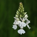 Prstnatec plamatý Soóův (Dactylorhiza...