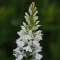 Prstnatec plamatý Soóův (Dactylorhiza...