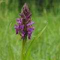 Prstnatec pleťový (Dactylorhiza Incarnata)