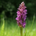 Prstnatec pleťový (Dactylorhiza Incarnata)