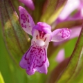 Prstnatec pleťový (Dactylorhiza Incarnata)