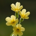 Prvosenka vyšší (Primula elatior)