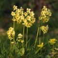 Prvosenka vyšší (Primula elatior)