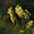Prvosenka vyšší (Primula elatior)