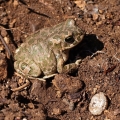 Ropucha zelená (Bufotes viridis)