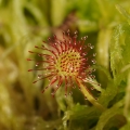 Rosnatka okrouhlolistá (Drosera...
