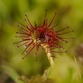 Rosnatka okrouhlolistá (Drosera...