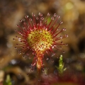 Rosnatka okrouhlolistá (Drosera...