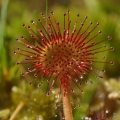 Rosnatka okrouhlolistá (Drosera...