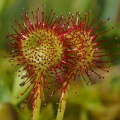 Rosnatka okrouhlolistá (Drosera...