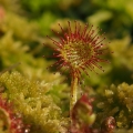 Rosnatka okrouhlolistá (Drosera...