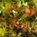 Rosnatka okrouhlolistá (Drosera...