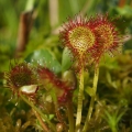Rosnatka okrouhlolistá (Drosera...