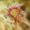 Rosnatka okrouhlolistá (Drosera...