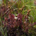 Rosnatka prostřední (Drosera intermedia)