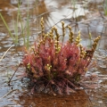 Rosnatka prostřední (Drosera intermedia)