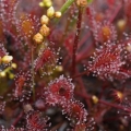 Rosnatka prostřední (Drosera intermedia)