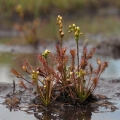 Rosnatka prostřední (Drosera intermedia)