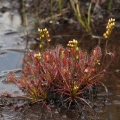 Rosnatka prostřední (Drosera intermedia)