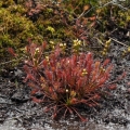 Rosnatka prostřední (Drosera intermedia)