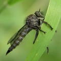 Roupec (Asilidae sp.)