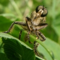 Roupec (Asilidae sp.)