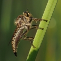 Roupec (Asilidae sp.)