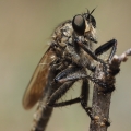 Roupec (Asilidae sp.)