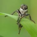 Roupec (Asilidae sp.)