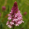 Rudohlávek jehlancovitý (Anacamptis...