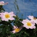 Růže šípková (Rosa canina)