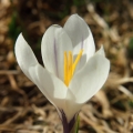 Šafrán bělokvětý (Crocus albiflorus)