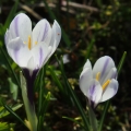Šafrán bělokvětý (Crocus albiflorus)
