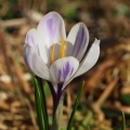 Šafrán bělokvětý (Crocus albiflorus)
