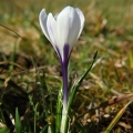 Šafrán bělokvětý (Crocus albiflorus)