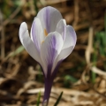 Šafrán bělokvětý (Crocus albiflorus)
