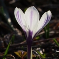 Šafrán bělokvětý (Crocus albiflorus)