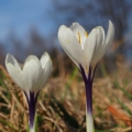 Šafrán bělokvětý (Crocus albiflorus)