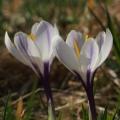Šafrán bělokvětý (Crocus albiflorus)