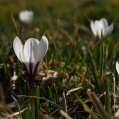 Šafrán bělokvětý (Crocus albiflorus)
