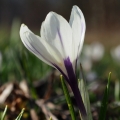 Šafrán bělokvětý (Crocus albiflorus)