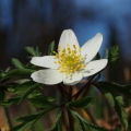 Sasanka hajní (Anemone nemorosa)