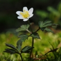 Sasanka hajní (Anemone nemorosa)