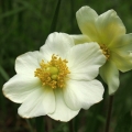 Sasanka lesní (Anemone sylvestris)